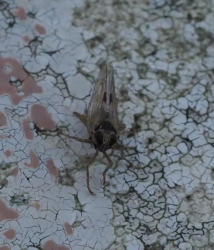 Laodelphax striatellus